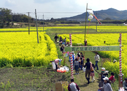 菜の花まつり
